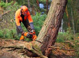 Best Fruit Tree Pruning  in Urbana, MD